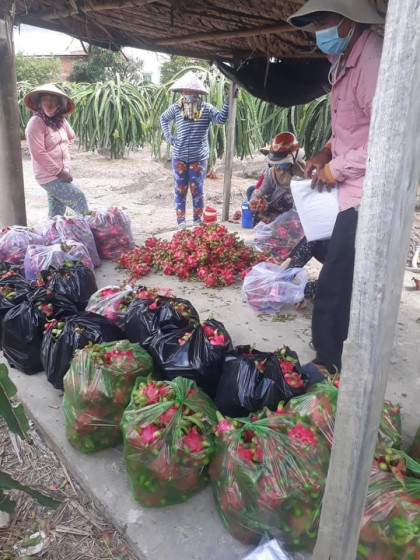 ho tro anh nhut nguoi dan long an van chuyen thanh long tai tro cho nguoi kho khan tphcm 47